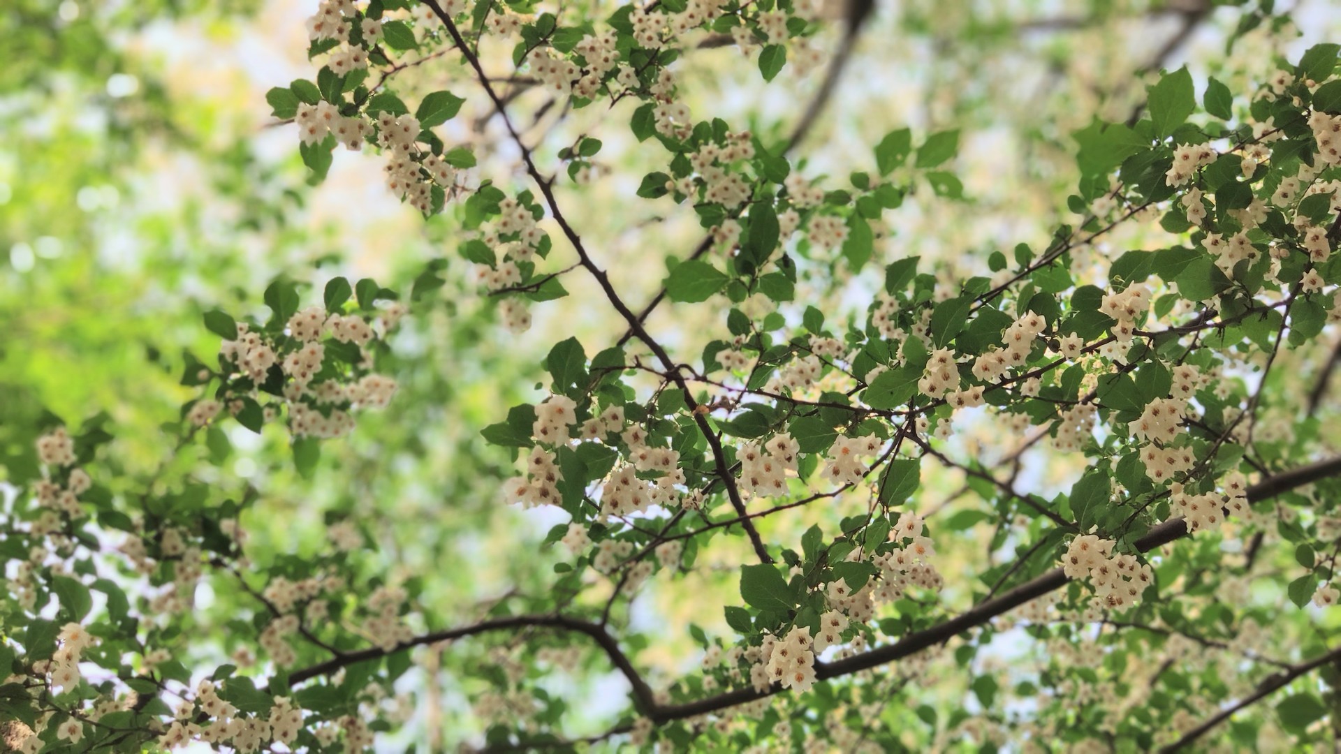 初夏の花木たち ネーブルパーク公式ブログ