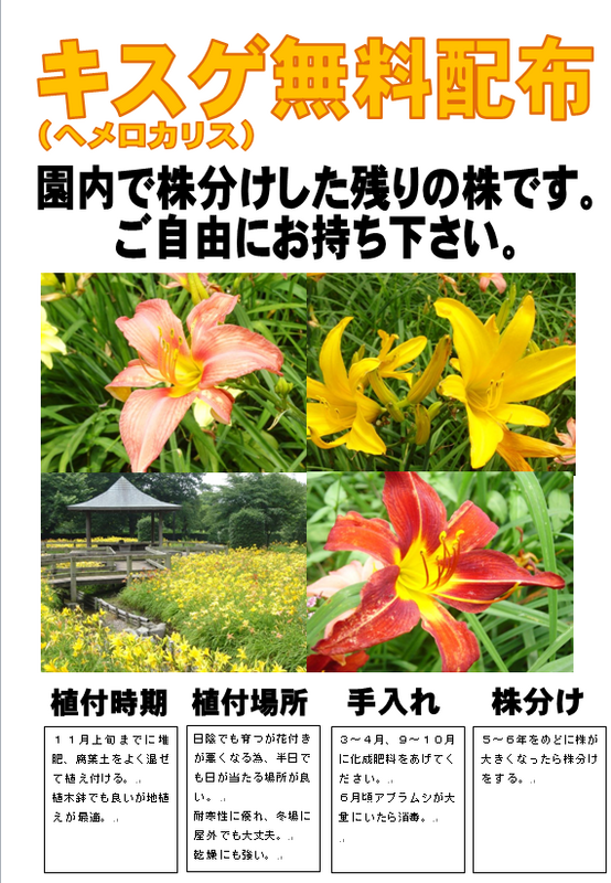 キスゲ配布.bmp