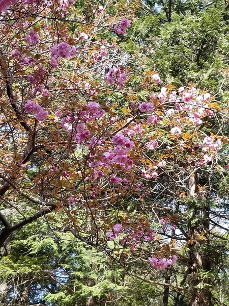 八重桜1.jpg