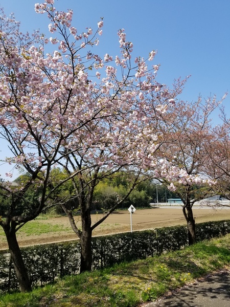 八重桜2.jpg