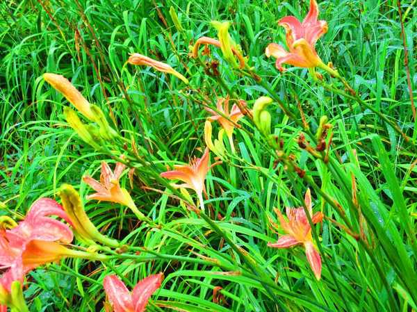 IMG_1444_R.JPG